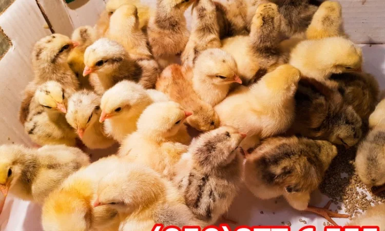 Добові домашні курчата різних кольорів: білі, червоні, голошийки - фото № 1