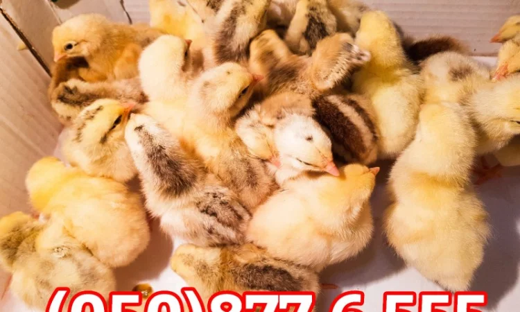 Добові домашні курчата різних кольорів: білі, червоні, голошийки - фото № 9