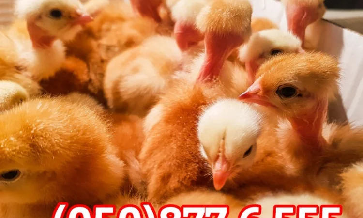 Добові домашні курчата різних кольорів: білі, червоні, голошийки - фото № 10