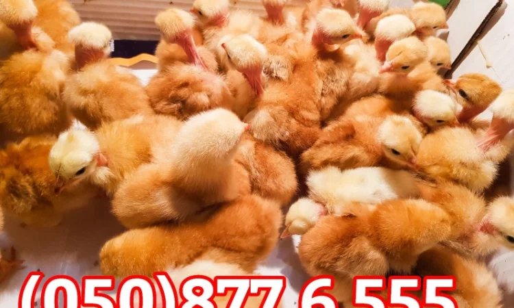 Добові домашні курчата різних кольорів: білі, червоні, голошийки - фото № 11