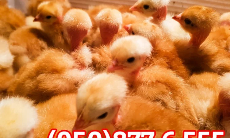 Добові домашні курчата різних кольорів: білі, червоні, голошийки - фото № 12