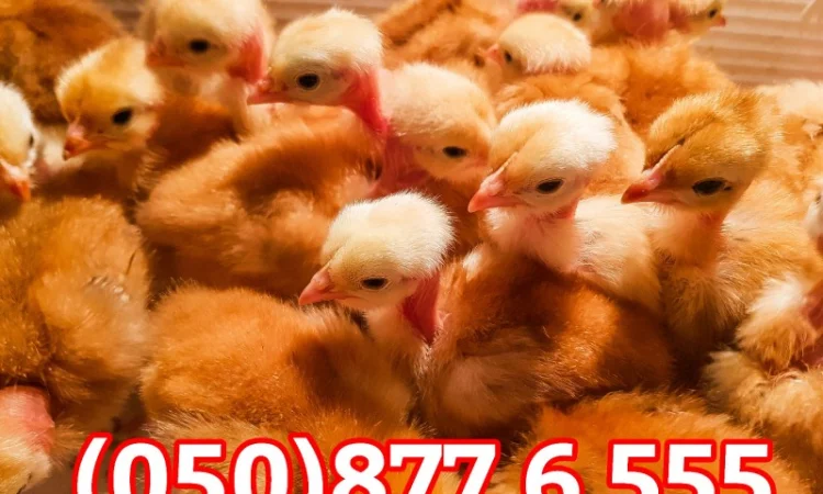 Добові домашні курчата різних кольорів: білі, червоні, голошийки - фото № 13