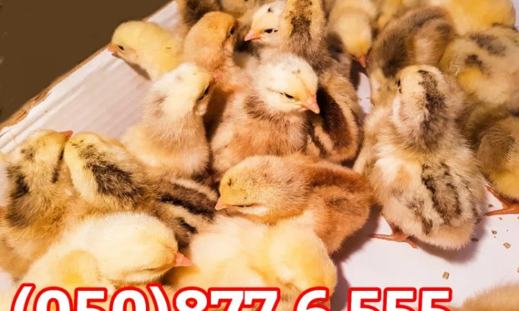 Добові домашні курчата різних кольорів: білі, червоні, голошийки - фото № 3