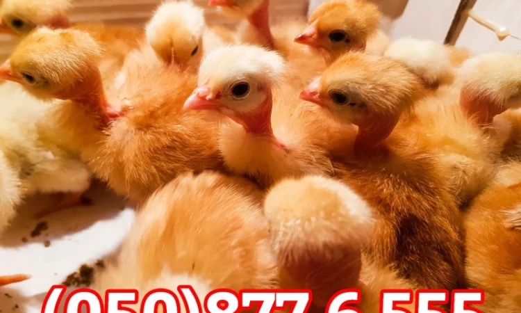 Добові домашні курчата різних кольорів: білі, червоні, голошийки - фото № 4