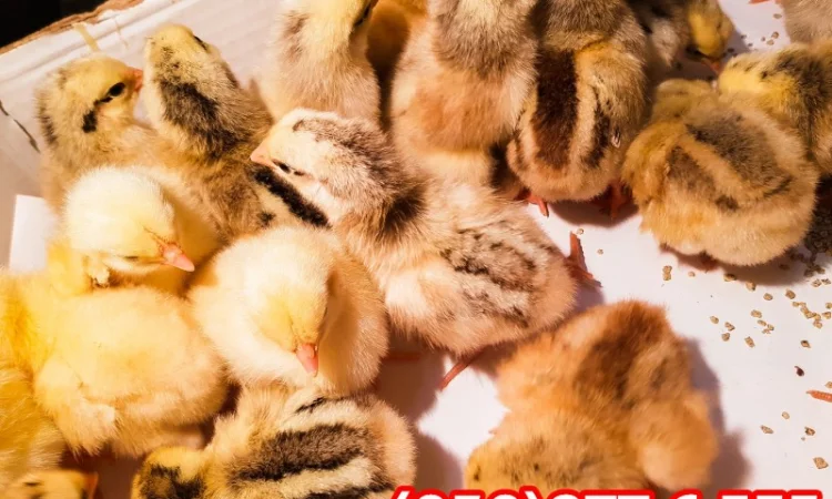 Добові домашні курчата різних кольорів: білі, червоні, голошийки - фото № 5