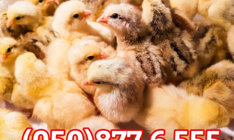 Добові домашні курчата різних кольорів: білі, червоні, голошийки - фото № 6