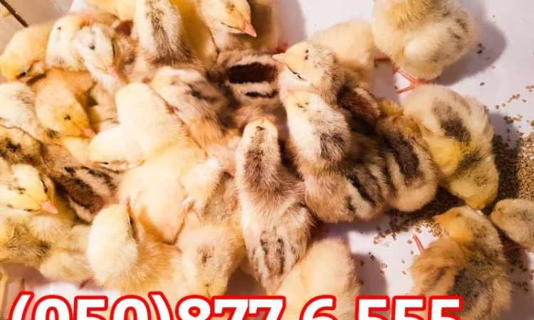 Добові домашні курчата різних кольорів: білі, червоні, голошийки - фото № 7