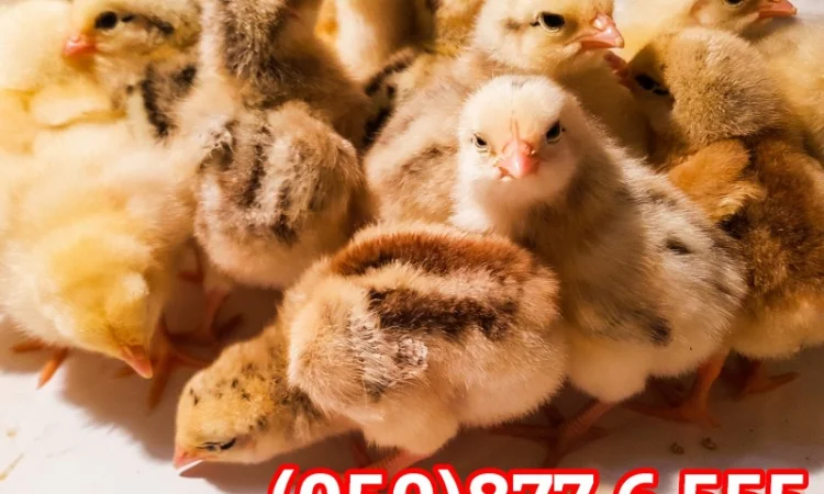 Добові домашні курчата різних кольорів: білі, червоні, голошийки - фото № 8