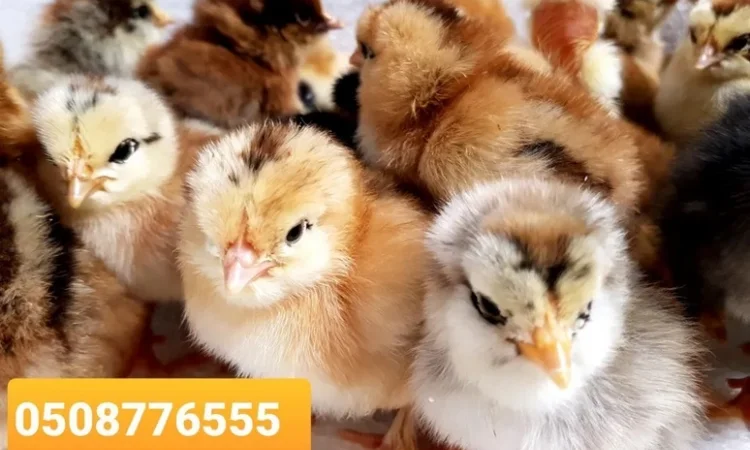 Оптова продажа домашніх курчат різних кольорів - фото № 1