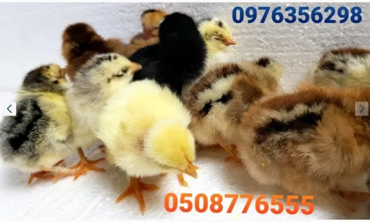 Оптова продажа домашніх курчат різних кольорів - фото № 10