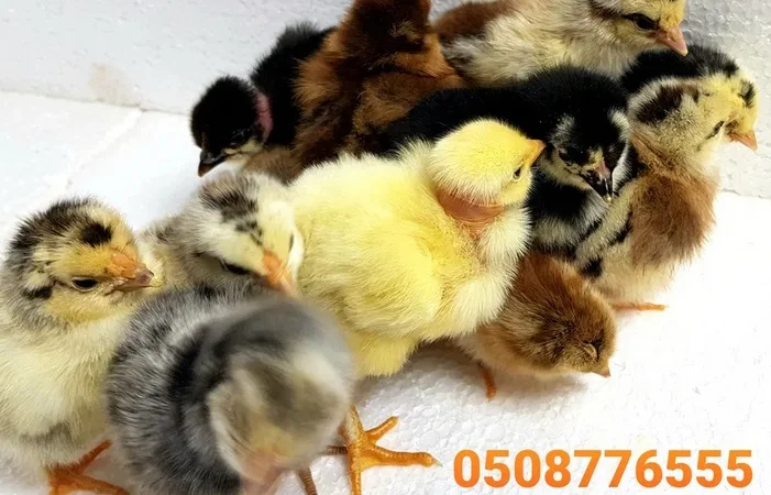 Оптова продажа домашніх курчат різних кольорів - фото № 2