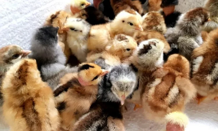 Оптова продажа домашніх курчат різних кольорів - фото № 3