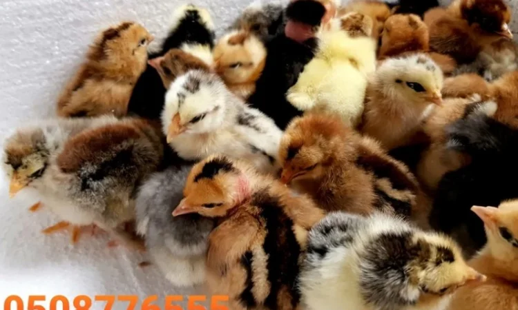 Оптова продажа домашніх курчат різних кольорів - фото № 4