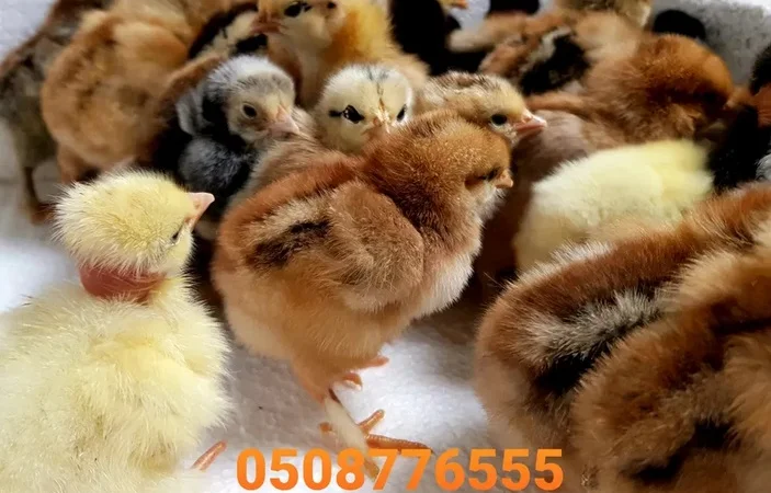 Оптова продажа домашніх курчат різних кольорів - фото № 5