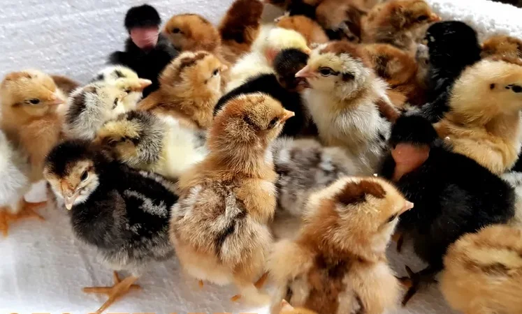 Оптова продажа домашніх курчат різних кольорів - фото № 6