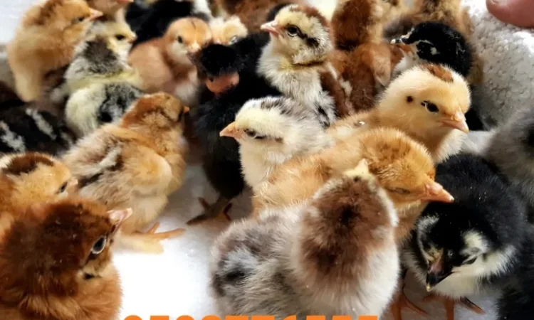 Оптова продажа домашніх курчат різних кольорів - фото № 7