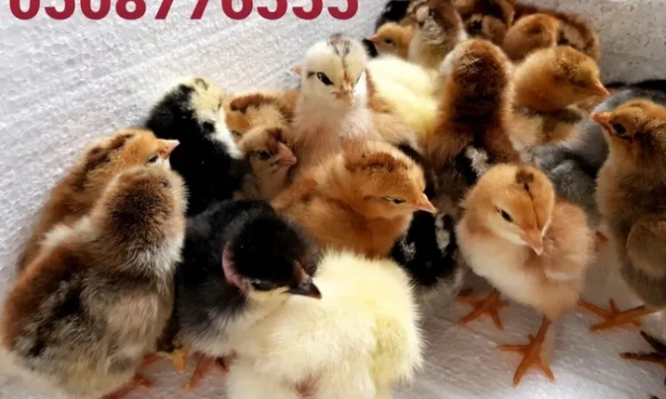 Оптова продажа домашніх курчат різних кольорів - фото № 8