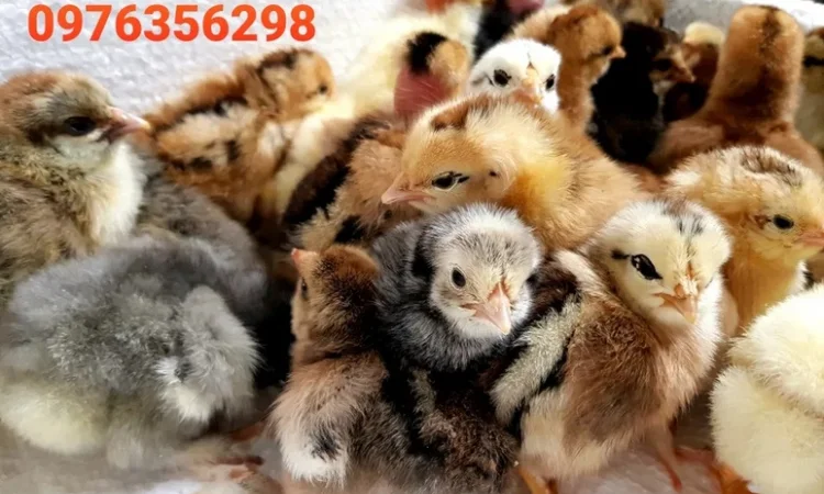 Оптова продажа домашніх курчат різних кольорів - фото № 9