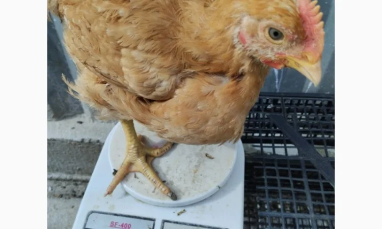 Підрощені курчата м'ясо-яєчного напрямку - фото № 1