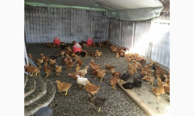 Підрощені курчата м'ясо-яєчного напрямку - фото № 2