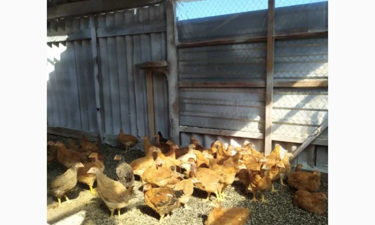 Підрощені курчата м'ясо-яєчного напрямку - фото № 3