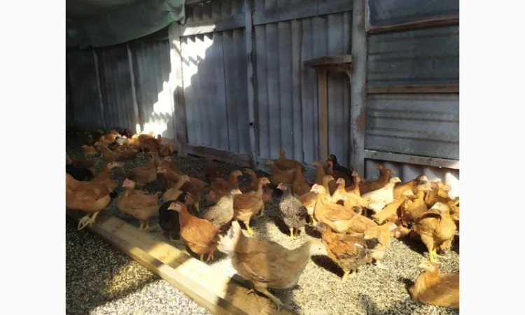 Підрощені курчата м'ясо-яєчного напрямку - фото № 4