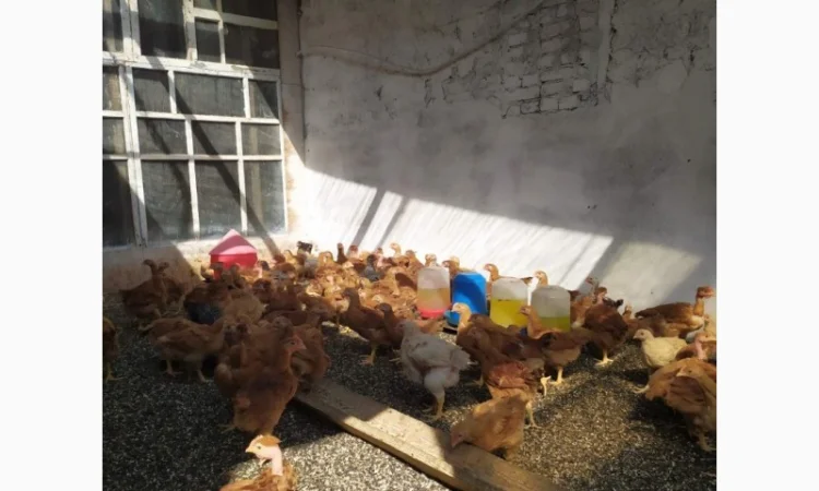 Підрощені курчата м'ясо-яєчного напрямку - фото № 5