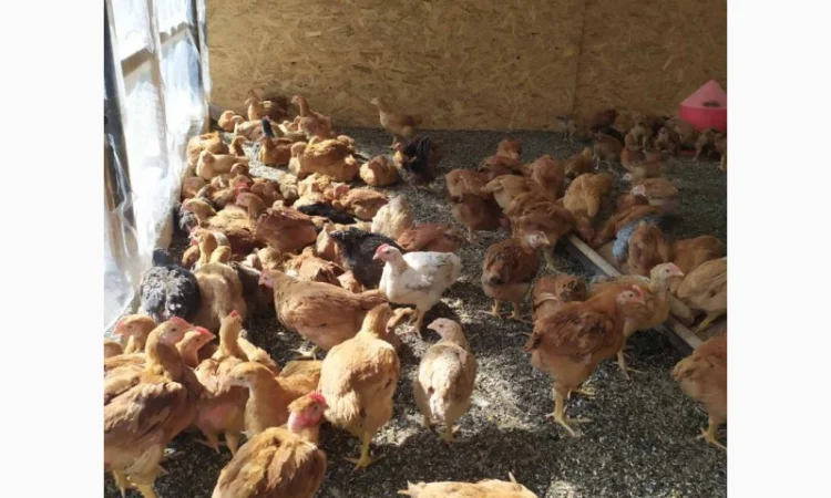 Підрощені курчата м'ясо-яєчного напрямку - фото № 6