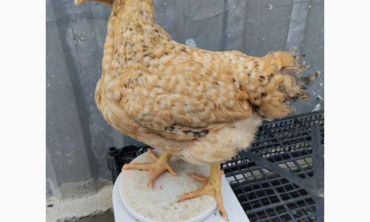 Підрощені курчата м'ясо-яєчного напрямку - фото № 7