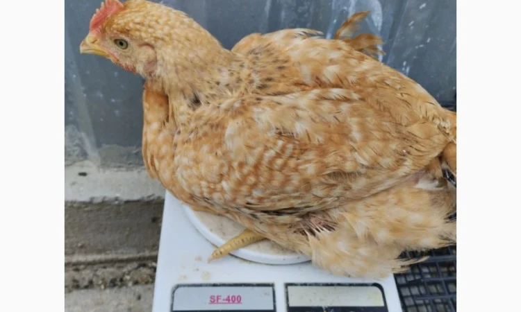 Підрощені курчата м'ясо-яєчного напрямку - фото № 9