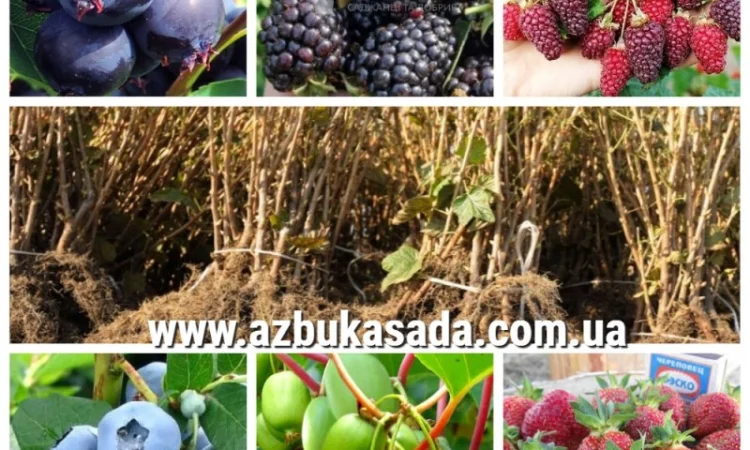 Саженцы жимолости и других ягодных культур - фото № 1