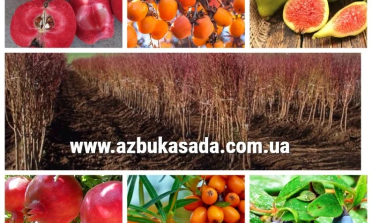 Саженцы жимолости и других ягодных культур - фото № 2