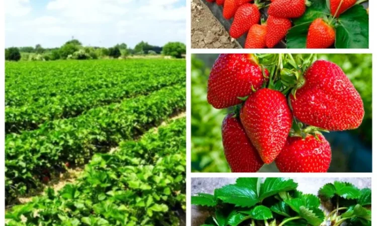 Саженцы жимолости и других ягодных культур - фото № 3