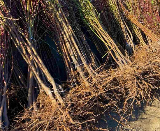 Саженцы жимолости и других ягодных культур - фото № 4