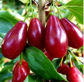 Саженцы жимолости и других ягодных культур - фото № 5