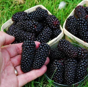 Саженцы жимолости и других ягодных культур - фото № 8