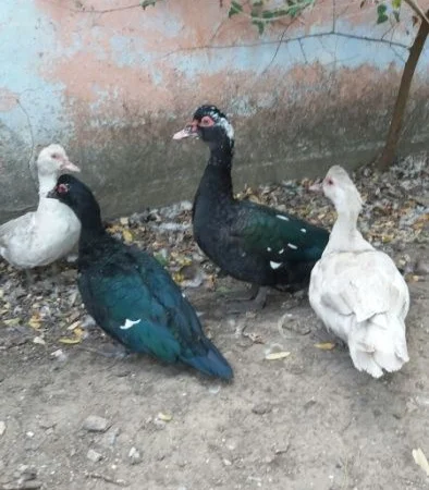 Продам мускусных уток (индоуток) для разведения. Утки шипуны. Мускусные утята - фото № 1