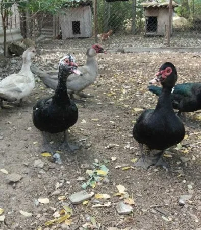 Продам мускусных уток (индоуток) для разведения. Утки шипуны. Мускусные утята - фото № 2