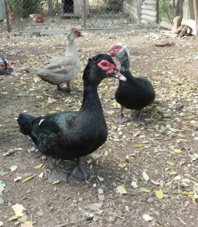 Продам мускусных уток (индоуток) для разведения. Утки шипуны. Мускусные утята - фото № 3