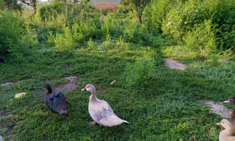 Продам мускусных уток (индоуток) для разведения. Утки шипуны. Мускусные утята - фото № 4