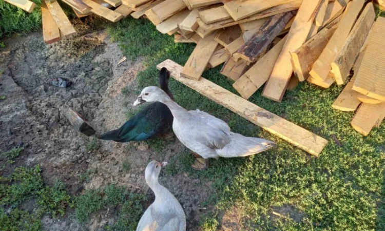 Продам мускусных уток (индоуток) для разведения. Утки шипуны. Мускусные утята - фото № 5