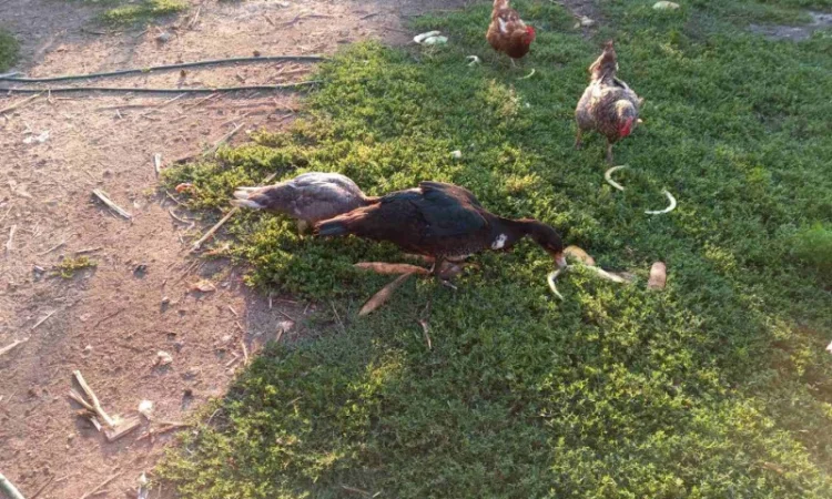 Продам мускусных уток (индоуток) для разведения. Утки шипуны. Мускусные утята - фото № 6