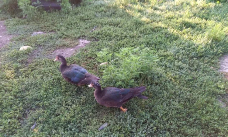 Продам мускусных уток (индоуток) для разведения. Утки шипуны. Мускусные утята - фото № 7