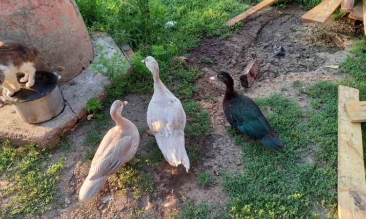 Продам мускусных уток (индоуток) для разведения. Утки шипуны. Мускусные утята - фото № 8