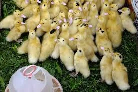 Качки Муларди суточні та підрощі 23.30 березня - фото № 1