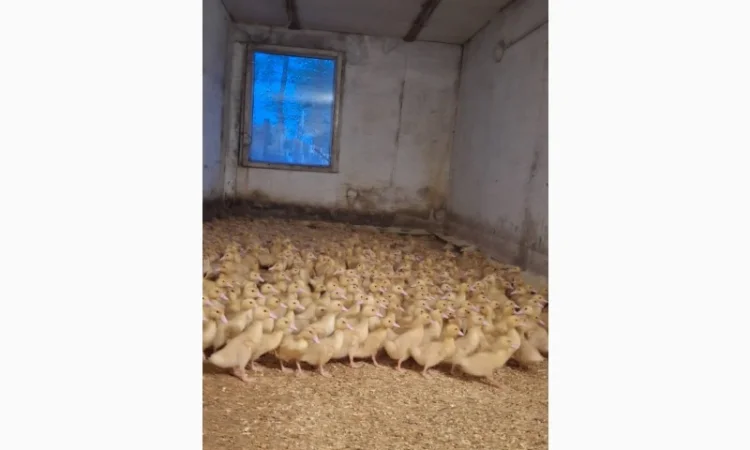 Продаються утята породи "Мулард" - фото № 1