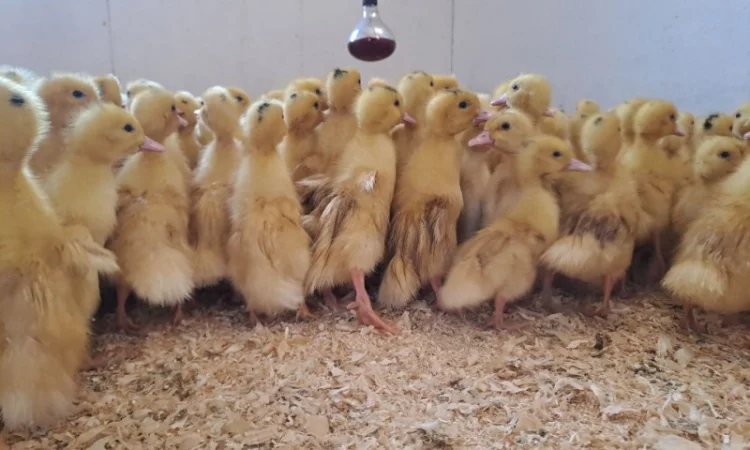 Продаються утята породи "Мулард" - фото № 2