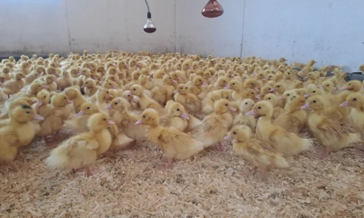 Продаються утята породи "Мулард" - фото № 3