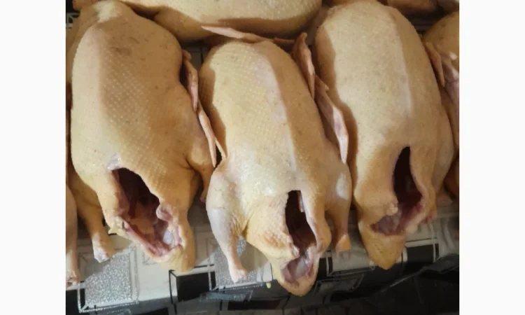 Качки домашні продам - фото № 1