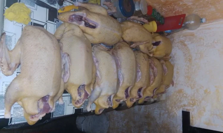 Качки домашні продам - фото № 3